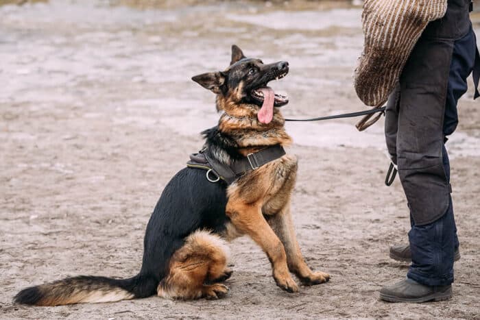Top Benefits of Hiring a K9 Unit