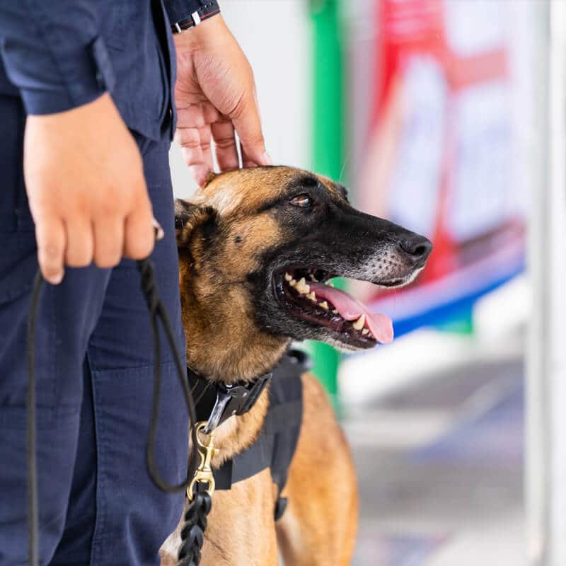 Security guard dog